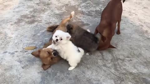 Puppy emotional and funny video