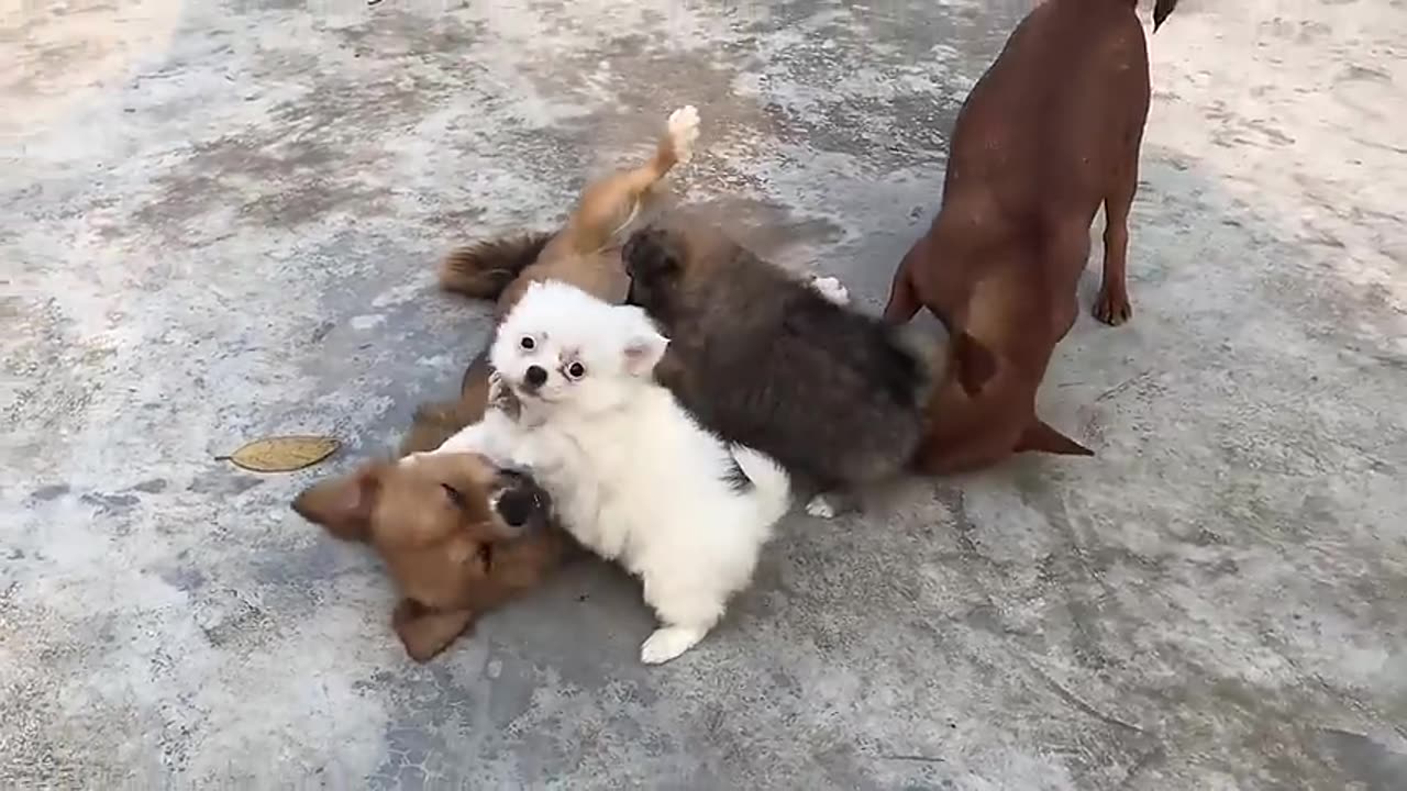 Puppy emotional and funny video