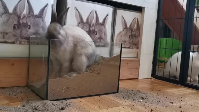 rabbit and digging sand