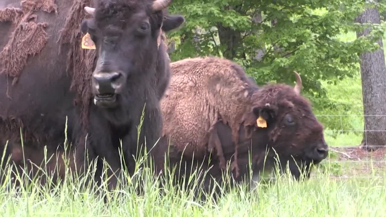 The American Bison Becomes US National Animal | PRESS Pass | NBC News