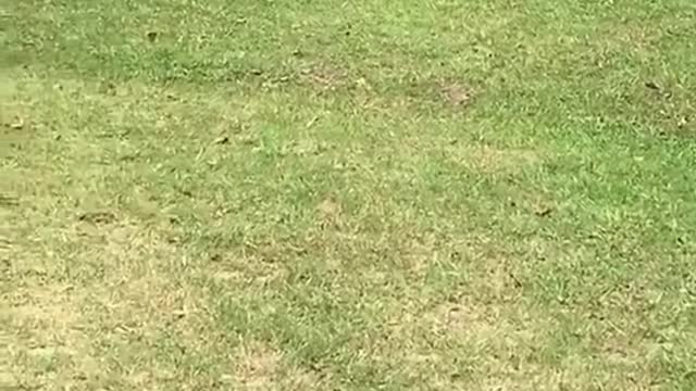 dogs for protection and some other animals