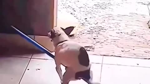 Funny Dog trying to do sex