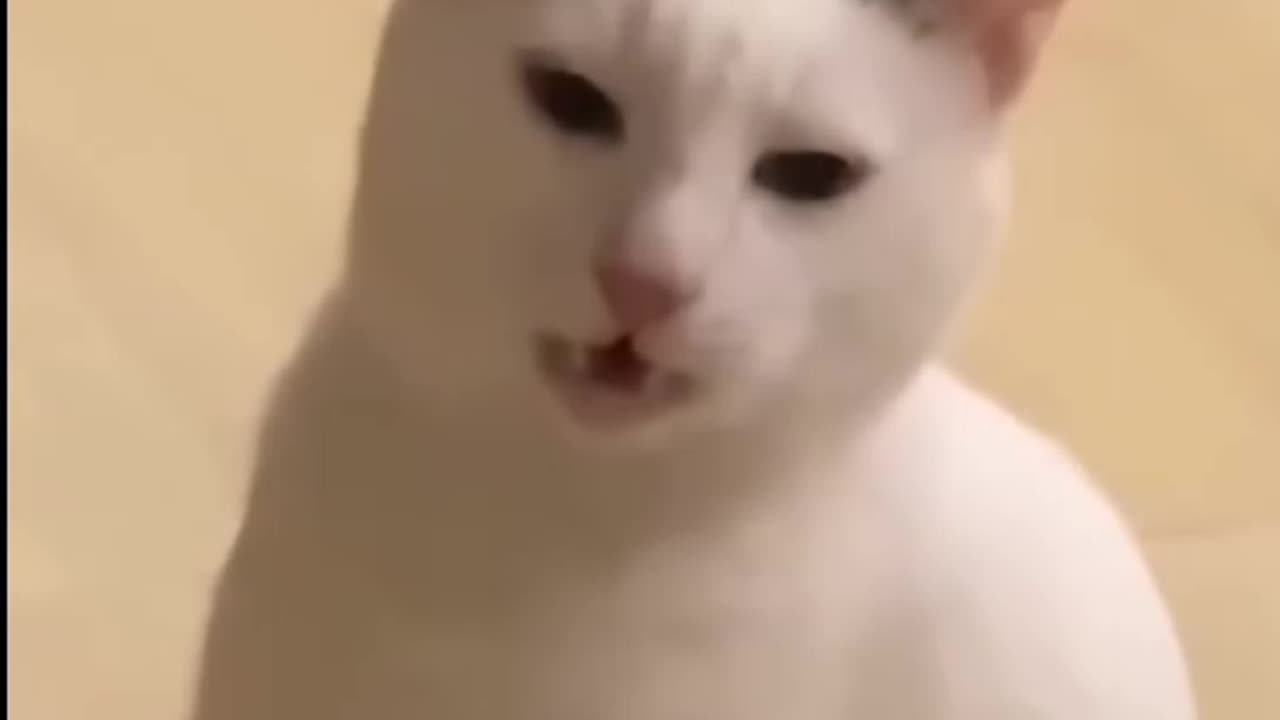 laughing cat