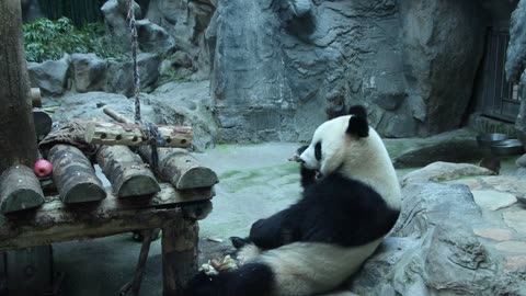 Cute Panda Munches On Tasty Bamboo Snack