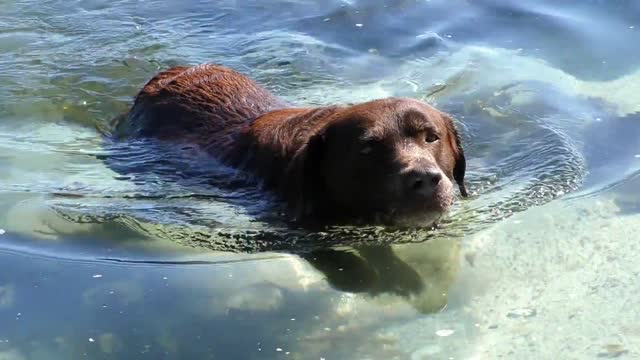 Dogs swimming