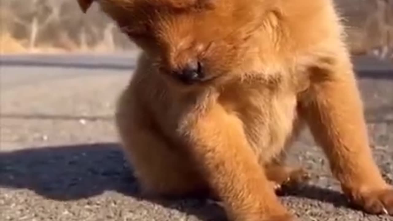 Funny Dog