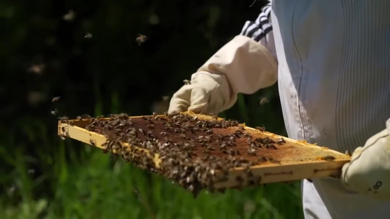 BEES STOCK FOOTAGE !! NO COPYRIGHT FOOTAGE !! BEES STOCK FOOTAGE !!!