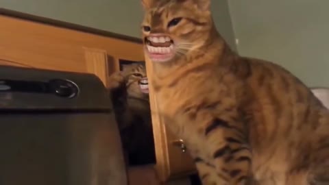 Try to not laugh 🤣🤣🤣🤣🤣, funny cat