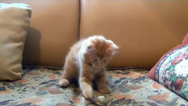 The most funny cat....😚😚😚😚😚😚😚