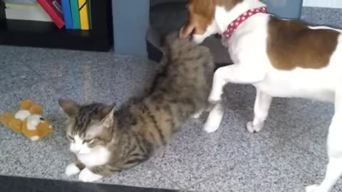 cat and dog_s love(360P