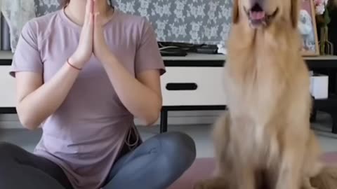 Amazing Golden Retriever And Mom Perform Yoga Together