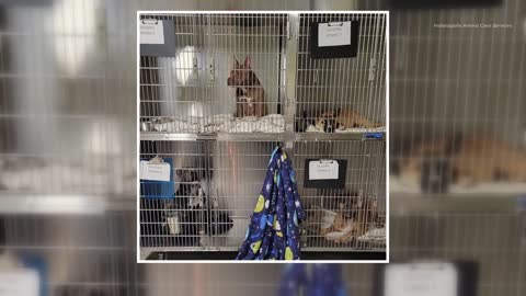 Indianapolis Animal Care Services issues call for help