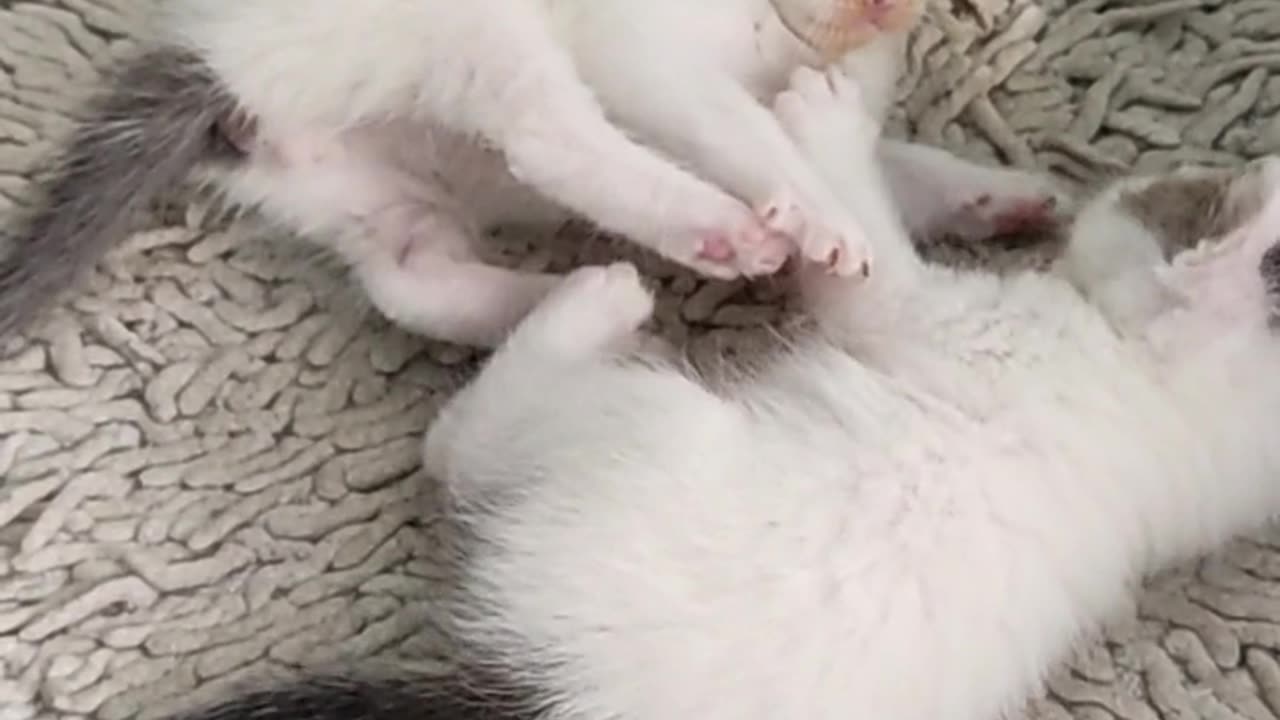 Cute kittens playing 🥰