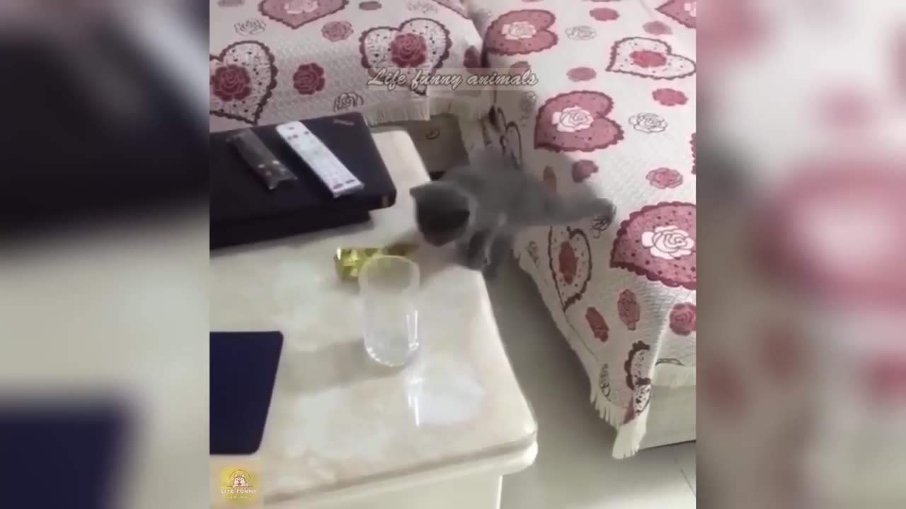 Cat 🐈 funn video #cat #funn #video