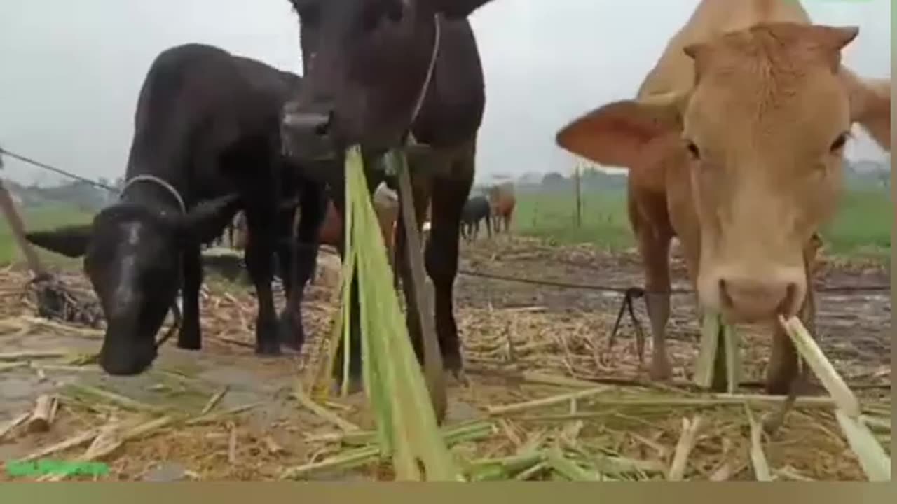 Cow cute cow funny video