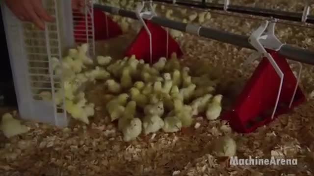 Latest technology chicken Hatchery Technology