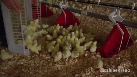 Latest technology chicken Hatchery Technology