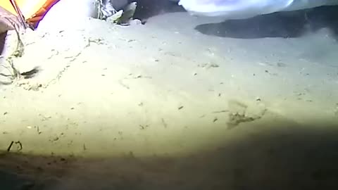 500m-1640ft blelow surface waihau bay