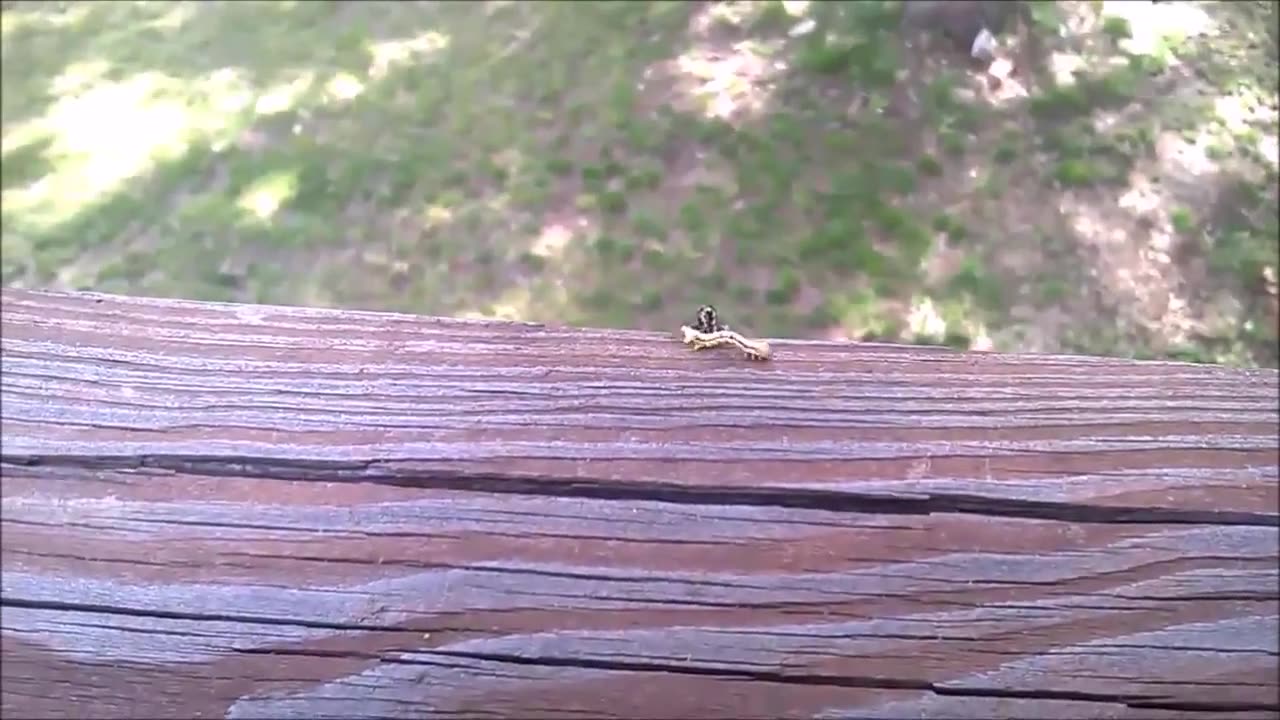 Worm Combat