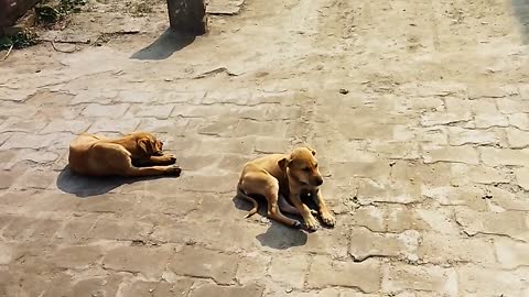 Villege Dog || Dog Playing || Dog video