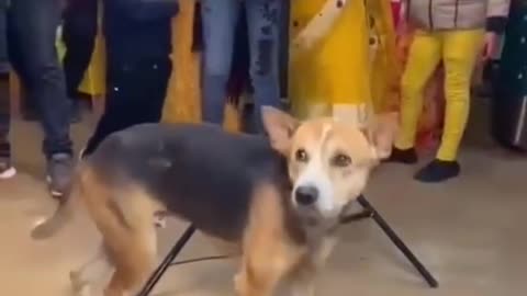 Funny Dog Dancing in wedding 🤣