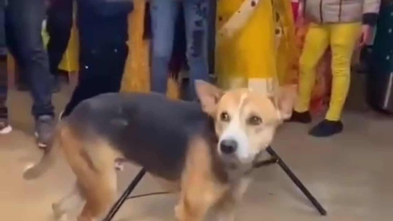 Funny Dog Dancing in wedding 🤣