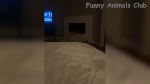 Funny dog and cats 🐈🐈🐕🐕 funniest animal 🤣