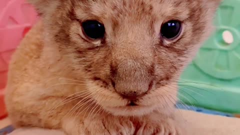Cute little lion