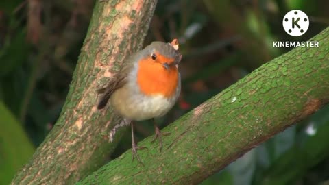 Baby animal🦜ciut bird