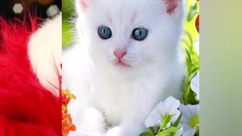 cute cat pics