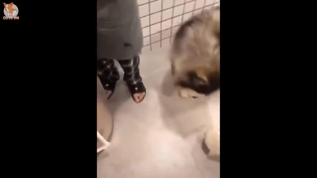 Cute and funny dog and cat compilation ❤️