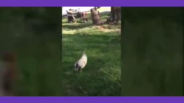 Angry Chicken