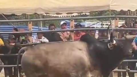 BULL VS GAUR (ends up with one being paralysed)