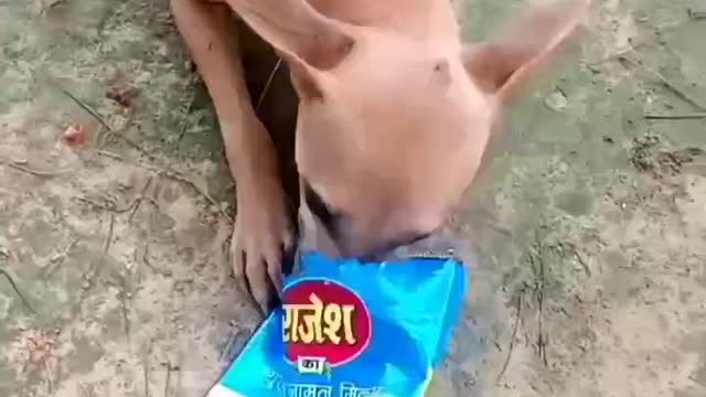 🤣very clever 🐶dogs .funny desi dog vedio . Best comedy Dog 🐕🐶🐶