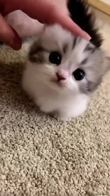 Cute little Cats