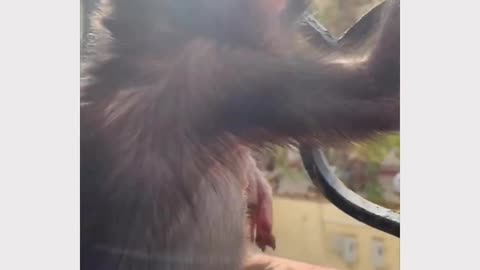 Funny monkey gets a scare