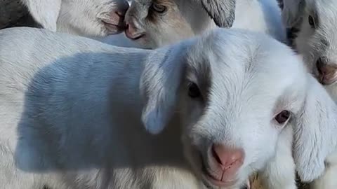 Baby goat funny sound