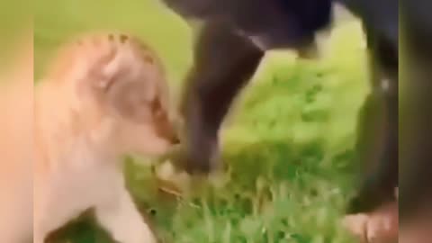 Enjoying monkey and dogs funny videos