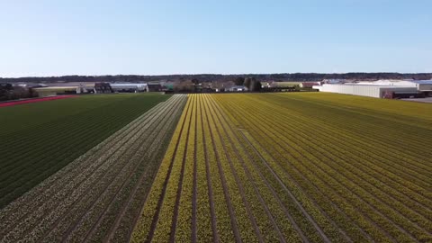 Tulips in Holland 2021