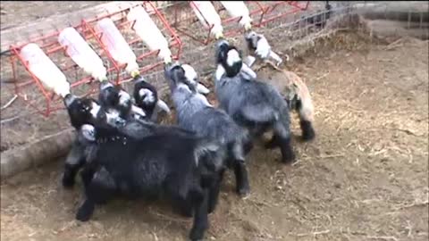 Wiggly-tailed baby goats will melt your heart!