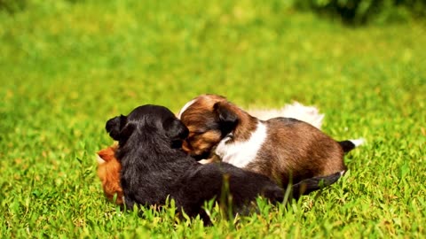 New Funny Animals 😂 Funniest Cats and Dogs Videos 😺🐶