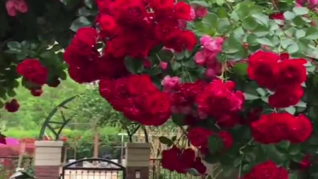 Flower House 🌸🌺🌻🌹🌷🌼💐