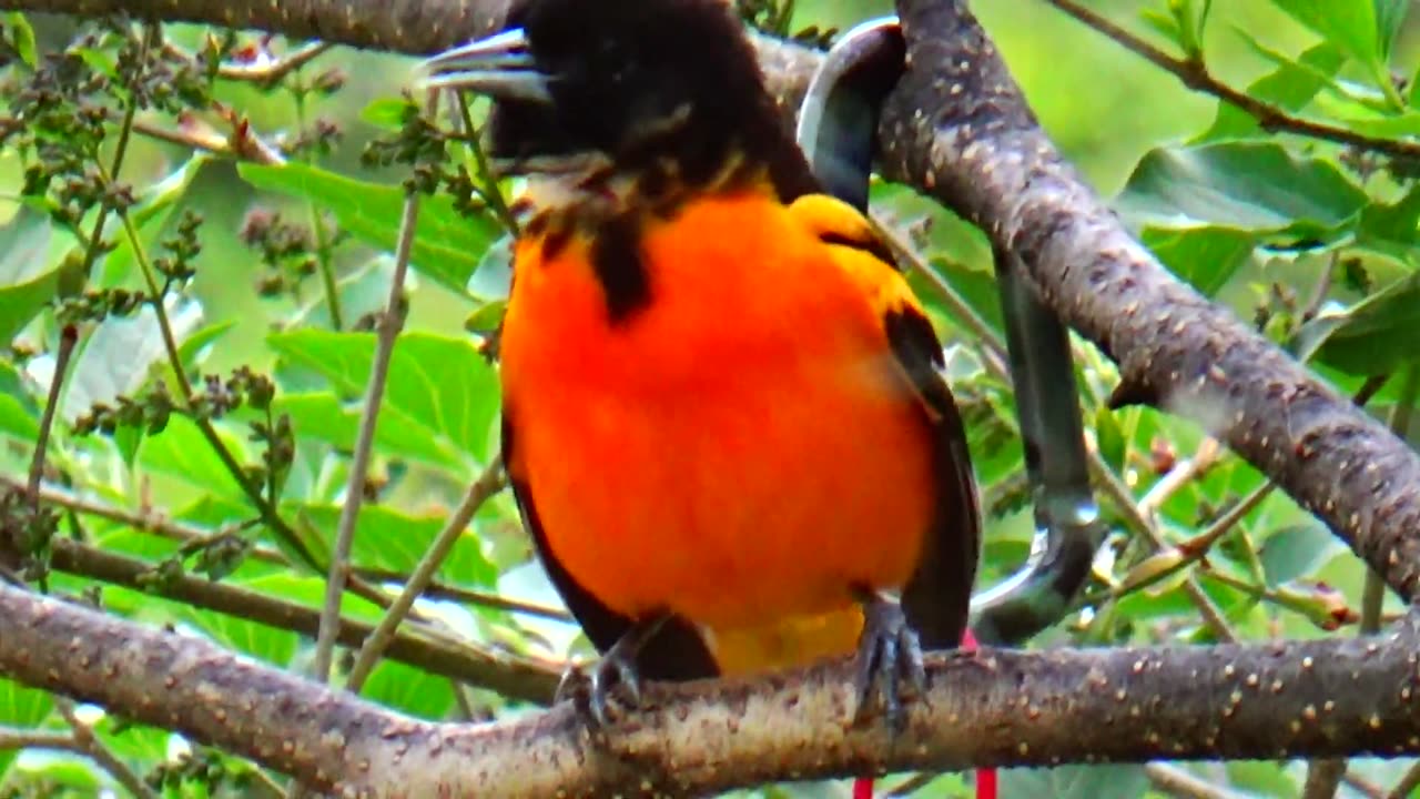 Oriole and Catbird