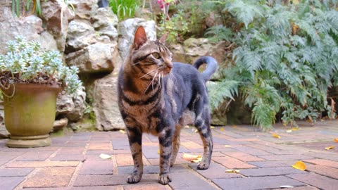 A Pet Cat Standing On The Brick Floor Of A Garden