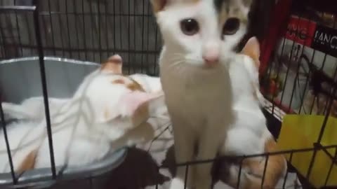 Still shy my three kittens in the new house