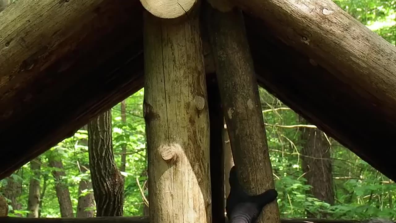 building a log cabin in the woods from wind fallen trees