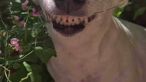 Funny dog