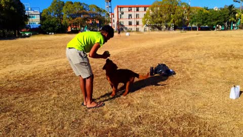 Dog listens to his owner's instructions ( enjoy with this clip)