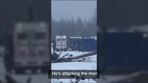 Horrifying attack as a brown bear viciously assaults two gas workers at a Siberian site