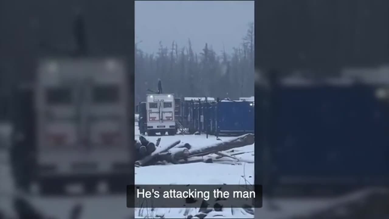 Horrifying attack as a brown bear viciously assaults two gas workers at a Siberian site